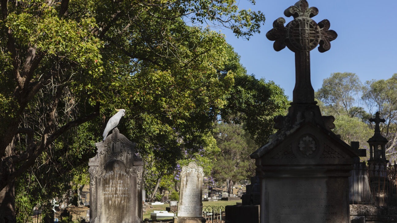 A cockatoo perches on a headstone at the Toowoong Cemetery