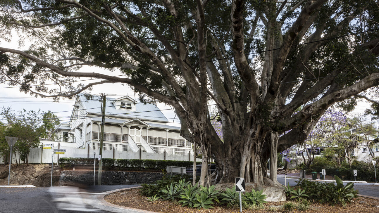 The magestic fig at the intersection of Haig and Bayswater