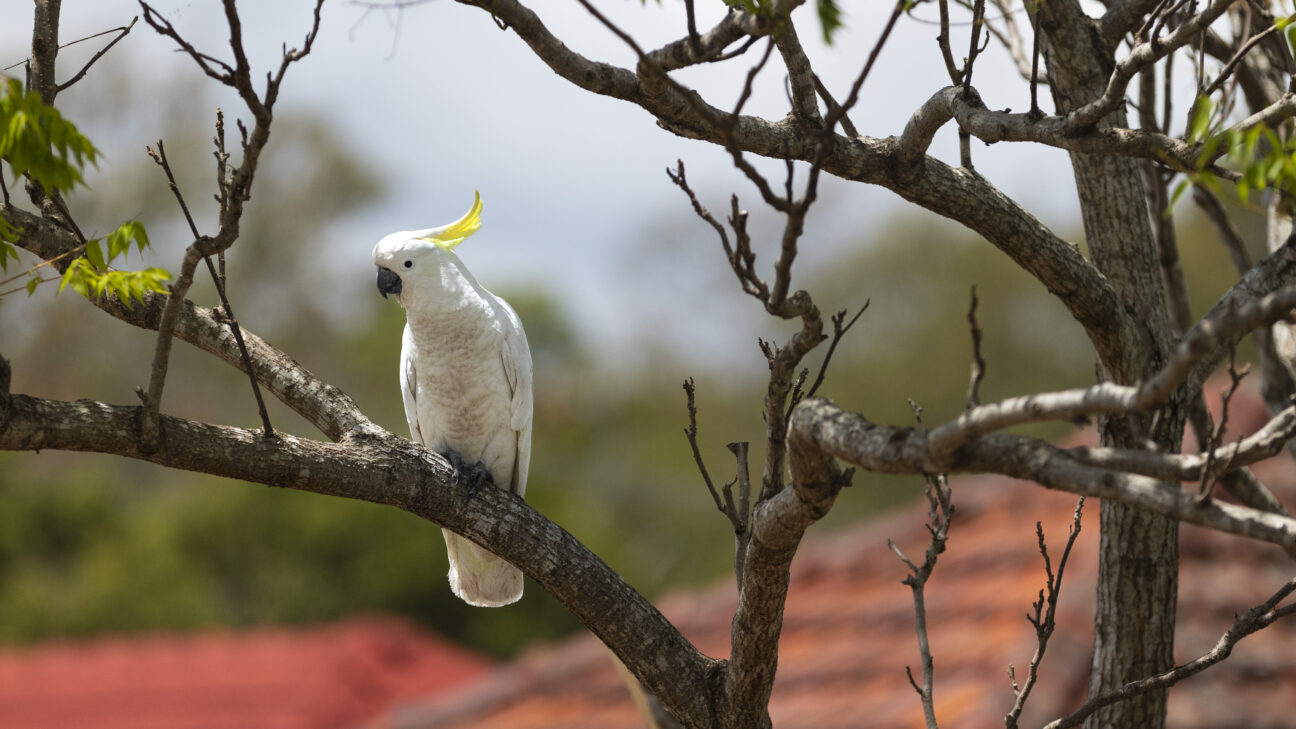 A sulphur-crested cockatoo watches over Royal Parade