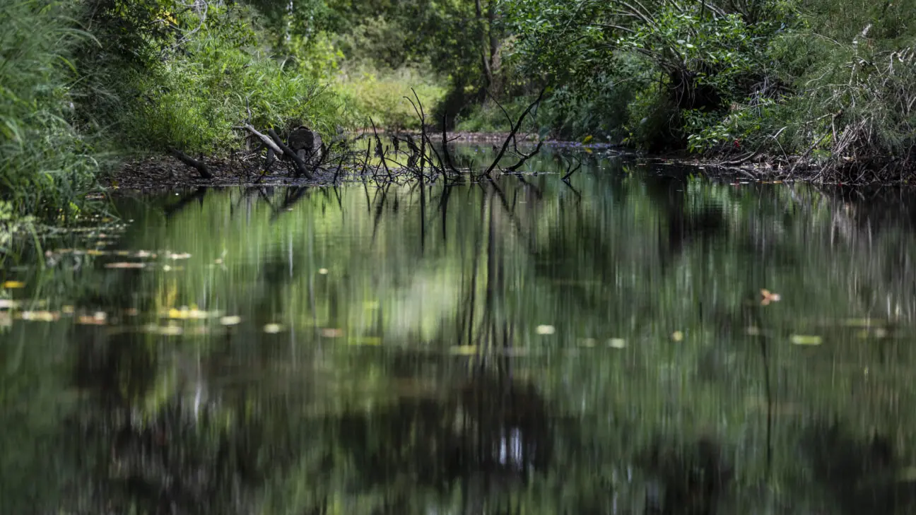 Enoggera Creek